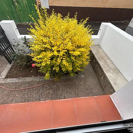 Rosas De Clara * Tegueste